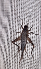 Itara minor