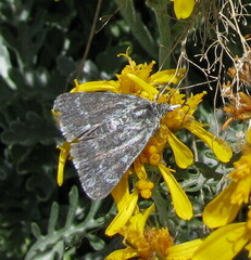 Metaxmeste phrygialis