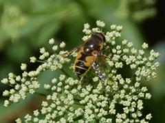 Eristalis horticola