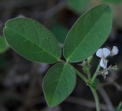 Desmodium scorpiurus