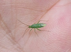 Orthotylus marginalis