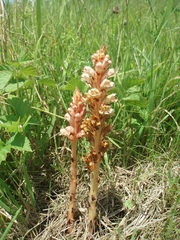Orobanche kochii