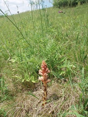 Orobanche kochii