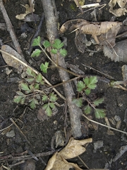 Erigenia bulbosa