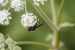 Ectemnius lapidarius