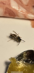 Vespula vulgaris