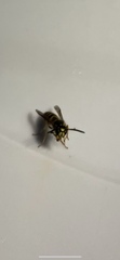 Vespula vulgaris