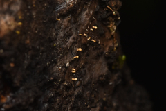Eustilbum aureum