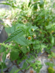 Galinsoga parviflora