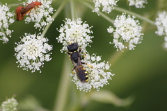 Ectemnius lapidarius