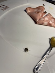 Vespula vulgaris