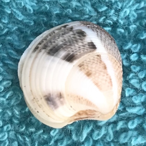 Chamelea gallina