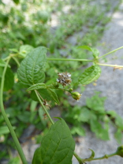 Galinsoga parviflora