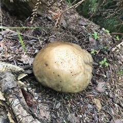Fungi