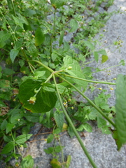 Galinsoga parviflora