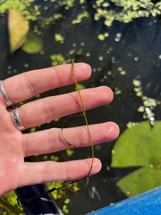 Zannichellia palustris