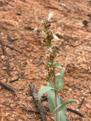 Penstemon lentus albiflorus