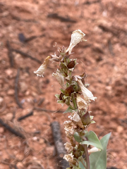 Penstemon lentus albiflorus