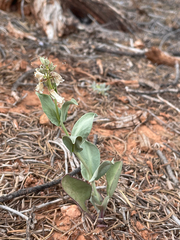 Penstemon lentus albiflorus