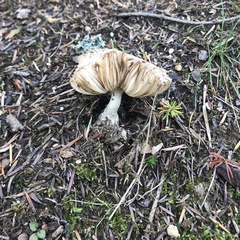 Fungi