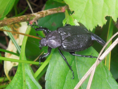 Osmoderma scabra