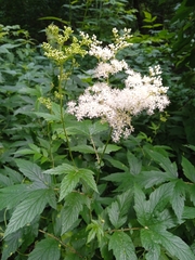 Filipendula ulmaria