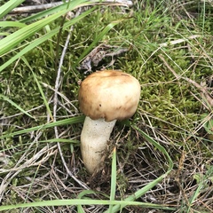 Fungi