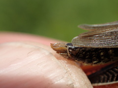 Melanoplus borealis