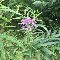 Chamaenerion angustifolium