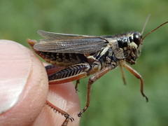 Melanoplus borealis