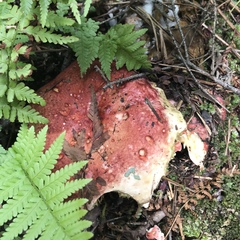 Fungi