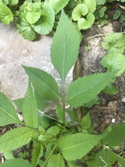 Liriomyza carphephori