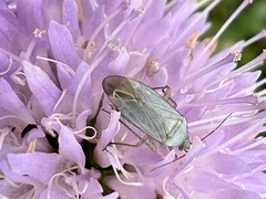 Placochilus seladonicus