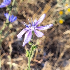 Cichorium pumilum