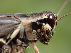 Melanoplus borealis