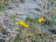 Genista triacanthos