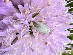 Placochilus seladonicus