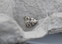 Bryophila domestica