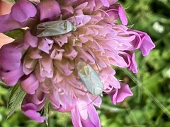 Placochilus seladonicus