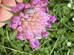 Placochilus seladonicus