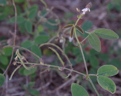 Desmodium scorpiurus