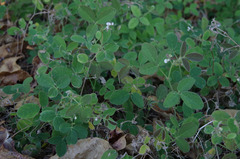 Desmodium scorpiurus