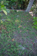 Desmodium scorpiurus