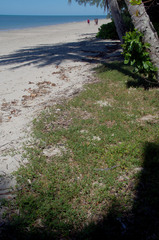 Desmodium scorpiurus