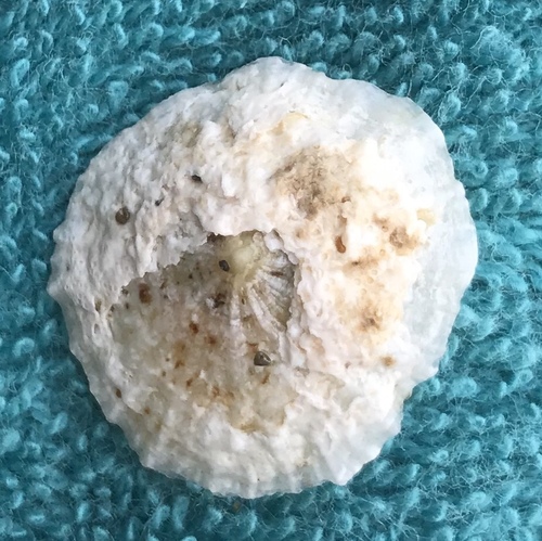 Patella caerulea