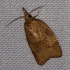 Cenopis directana