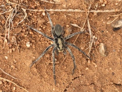 Geolycosa
