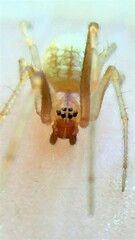 Theridion dilutum