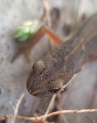 Lissotriton vulgaris