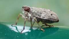 Issus coleoptratus